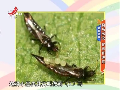 健康提醒——蓟马出没 穿衣有讲究