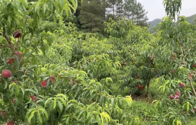 上饶广丰：百亩桃园飘果香 硕果累累采摘忙