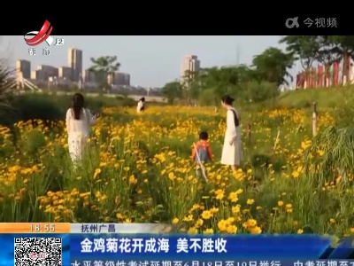抚州广昌：金鸡菊花开成海 美不胜收