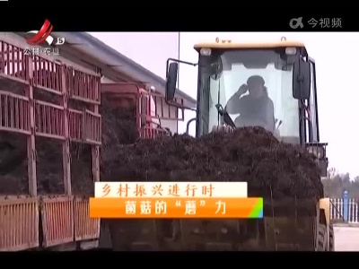 稻花香里20220526 乡村振兴进行时——菌菇的“蘑”力