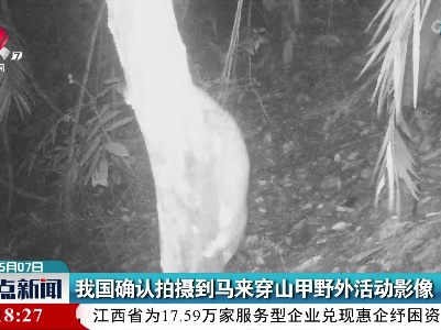 我国确认拍摄到马来穿山甲野外活动影像