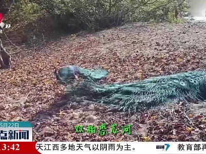 “我是绿孔雀，云南楚雄的”