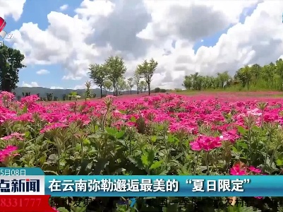 在云南弥勒邂逅最美的“夏日限定”