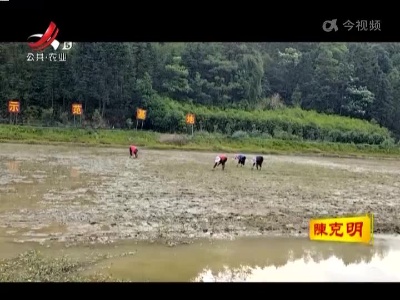 【帮农助农 5哥在行动】农耕“私人定制” 百亩稻田“云认养”
