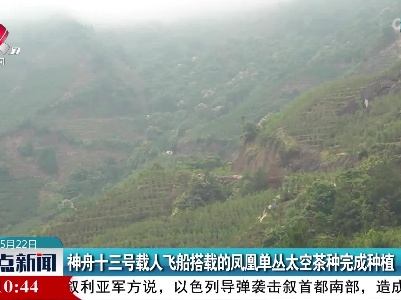 神舟十三号载人飞船搭载的凤凰单丛太空茶种完成种植