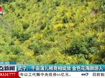 武宁：千亩蒲儿根竞相绽放 金色花海醉游人