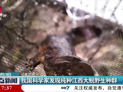 我国科学家发现纯种江西大鲵野生种群