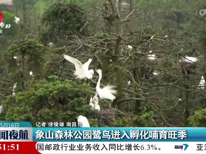 象山森林公园鹭鸟进入孵化哺育旺季