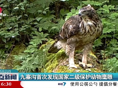 九寨沟首次发现国家二级保护动物鹰雕