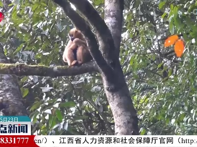 云南哀牢山新平片区西黑冠长臂猿种群数量显著增加