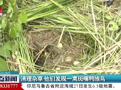 清理杂草 他们发现一窝斑嘴鸭雏鸟