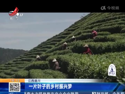 江西遂川：一片叶子的乡村振兴梦