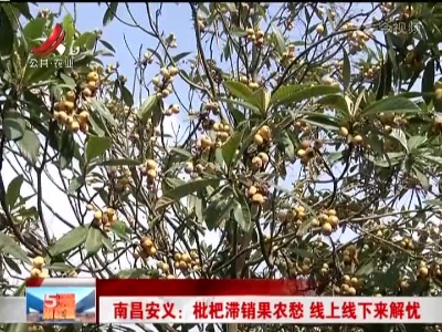 南昌安义：枇杷滞销果农愁 线上线下来解忧