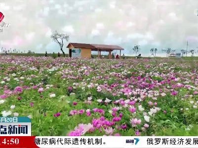 新疆博乐市700余亩芍药美艳盛开