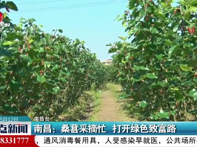 南昌：桑葚采摘忙 打开绿色致富路