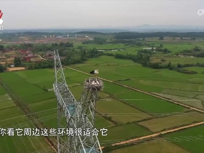 社会传真20220511 东方白鹳安家记