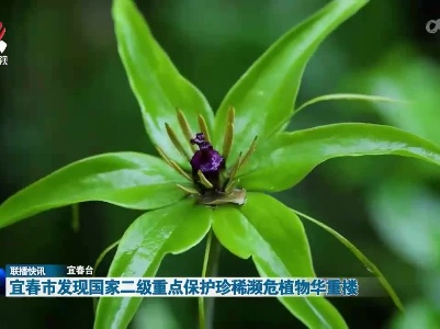 宜春市发现国家二级重点保护珍稀濒危植物华重楼