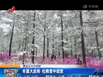 黑龙江大兴安岭：冬夏大反转 杜鹃雪中绽放