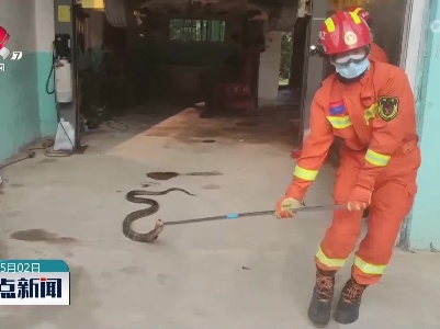 汽修店惊现眼镜王蛇 消防及时处置
