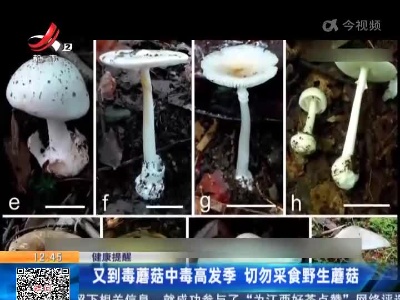【健康提醒】又到毒蘑菇中毒高发季 切勿采食野生蘑菇