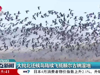 大批北迁候鸟陆续飞抵额尔古纳湿地