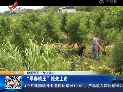 【赣闻天下】九江湖口：“早春桃王”抢先上市