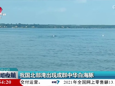 我国北部湾出现成群中华白海豚
