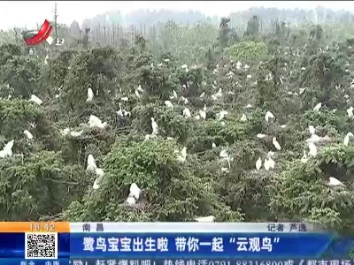 南昌：鹭鸟宝宝出生啦 带你一起“云观鸟”