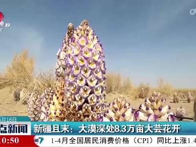 新疆且末：大漠深处8.3万亩大芸花开