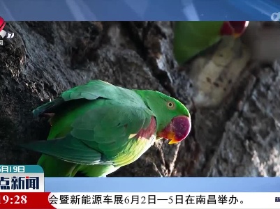 亚历山大鹦鹉在云南盈江自然繁殖成功
