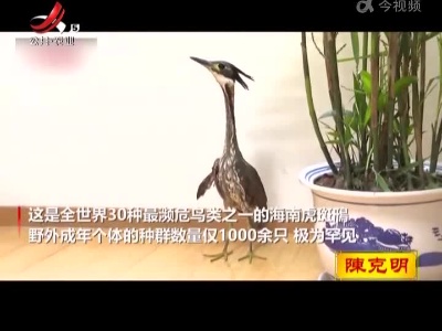 “世界上最神秘的鸟”海南虎斑鳽首次现身九江武宁