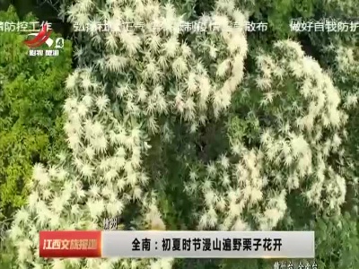 全南：初夏时节漫山遍野栗子花开