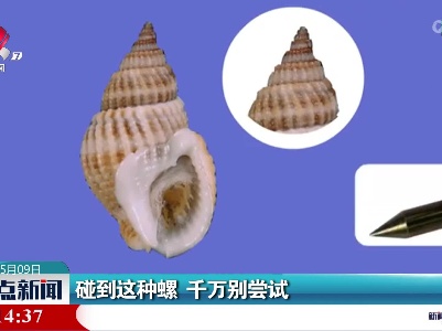 碰到这种螺 千万别尝试