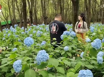 南昌凤凰沟万株绣球花盛放
