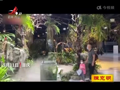 城市里的“森林” 大型生态雨林实景亮相重庆