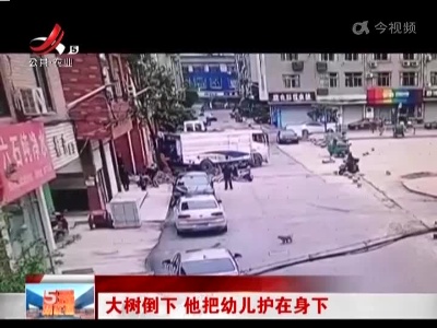 大树倒下 他把幼儿护在身下