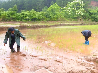 吉安永新：积极应对强降雨天气 开展生产自救
