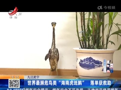 九江武宁：世界最濒危鸟类“海南虎斑鹣” 落单获救助