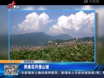 陕西西安：荞麦花开漫山坡