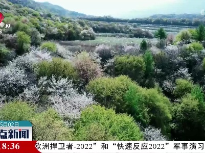 来秦岭 看“山前桃花山后雪”美景