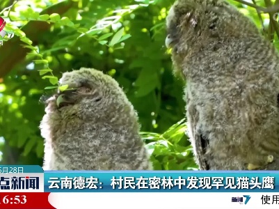 云南德宏：村民在密林中发现罕见猫头鹰