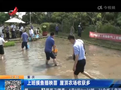 重庆：上班摸鱼插秧苗 屋顶农场收获多