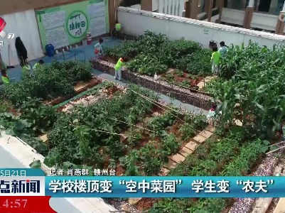 学校楼顶变“空中菜园” 学生变“农夫”