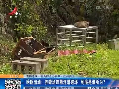 【直播连线·我为群众办实事】抚州资溪·哈姐出动：养蜂场蜂箱连遭破坏 到底是谁所为？