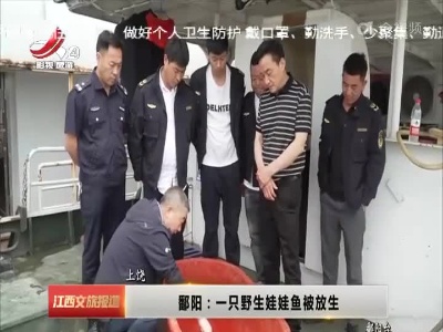 上饶鄱阳：一只野生娃娃鱼被放生