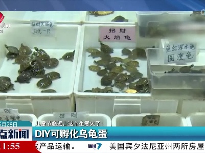 【儿童节临近，这个生意火了！】DIY可孵化乌龟蛋