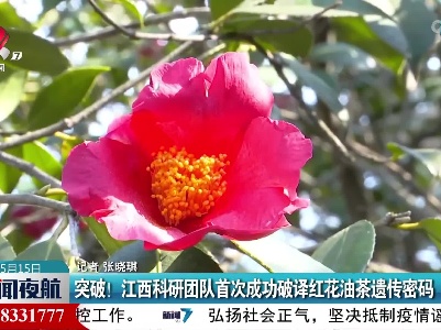 突破！江西科研团队首次成功破译红花油茶遗传密码