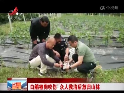 白鹇被狗咬伤 众人救治后放归山林