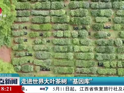 走进世界大叶茶树“基因库”