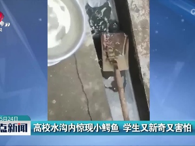 高校水沟内惊现小鳄鱼 学生又新奇又害怕